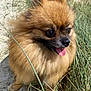 dog, pomeranian, fluffy, brown_fur, tongue_out, happy, outdoor, grass, sunlight, pet, animal, nature, canine, closeup, sandy_ground, small_dog, cute, portrait, fur, daylight