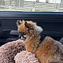 dog, pomeranian, pet_bed, car_interior, window, fence, house, fluffy, brown_fur, black_fur, seat, comfort, looking_away, daylight, outdoor_view, door_panel, resting, small_dog, animal, domestic_animal
