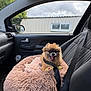 dog, pomeranian, car_interior, seatbelt, pet_bed, toy, window, cloudy_sky, car_seat, seat, fluffy, happy, pet, animal, transportation, smiling, domestic_animal, safety, resting, cozy