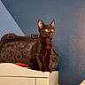 black_cat, kitten, cat, pet, indoor, furniture, cabinet, bag, blue_wall, curious, alert, yellow_eyes, animal, mammal, domestic, cute, young, sitting, portrait, home