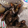 black_cat, kitten, pet, indoor, cushion, patterned_fabric, paw, fur, curious, relaxed, close_up, animal, cute, whiskers, tail, soft_texture, resting, domestic_cat, playful, portrait