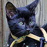 black_cat, kitten, green_eyes, yellow_harness, wooden_background, plant, curious, pet, animal, close_up, young_cat, feline, outdoor, nature, portrait, small_plant, whiskers, alert, domestic_cat, fur