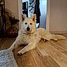 Meeko a rejoint le concours — aidez-le/la à gagner de superbes lots ! dog, white_dog, indoor, wooden_floor, pet, lying_down, home, shelf, shoes, doorway, calm, fur, animal, floor, living_space, domestic, quiet, relaxed, canine, household