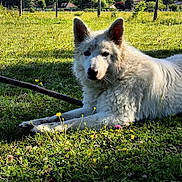 Meeko participe au concours pour gagner de l'argent avec cette photo : dog, white_dog, grass, wildflowers, field, outdoor, sunlight, blue_sky, trees, fence, nature, canine, pet, animal, relaxed, lying_down, summer, daytime, rural, peaceful