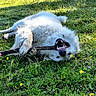 Meeko a rejoint le concours — aidez-le/la à gagner de superbes lots ! dog, white_dog, grass, field, stick, playful, outdoor, sunlight, wildflowers, nature, pet, canine, happy, lying_down, greenery, summer, animal, chewing, teeth, fur