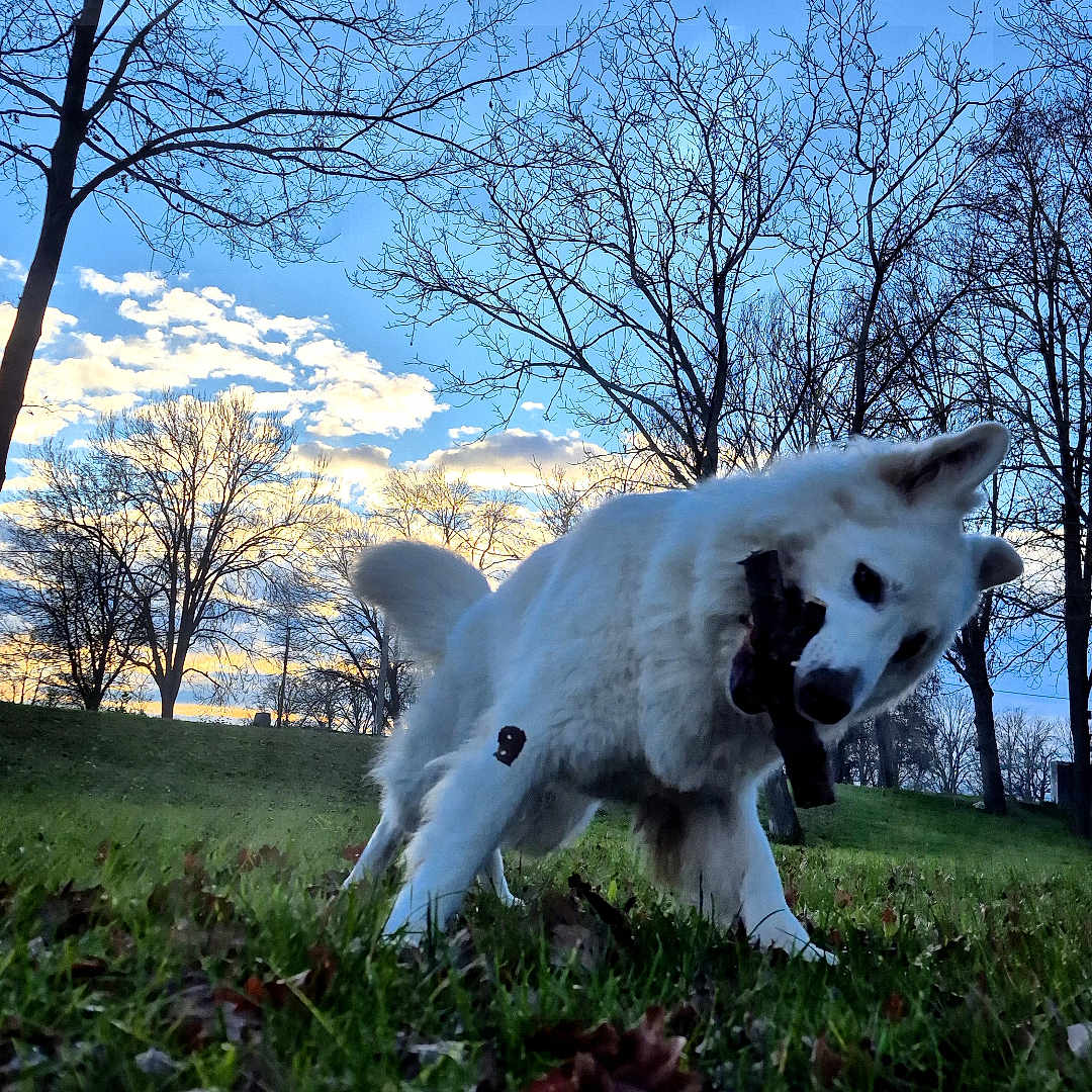 Meeko
