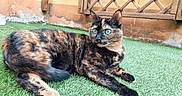 Arya participe au concours pour gagner de l'argent avec cette photo : cat, tortoiseshell, green_eyes, grass, artificial_grass, outdoor, lounge, feline, pet, animal, fur, whiskers, ears, tail, resting, background, wall, wooden_lattice, texture, curious