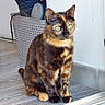 Arya a rejoint le concours — aidez-le/la à gagner de superbes lots ! cat, tortoiseshell_cat, pet, animal, indoor, floor, wooden_floor, wall, basket, boot, green_eyes, sitting, fur, domestic_animal, feline, household, curious, looking, closeup, quiet