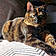 Arya