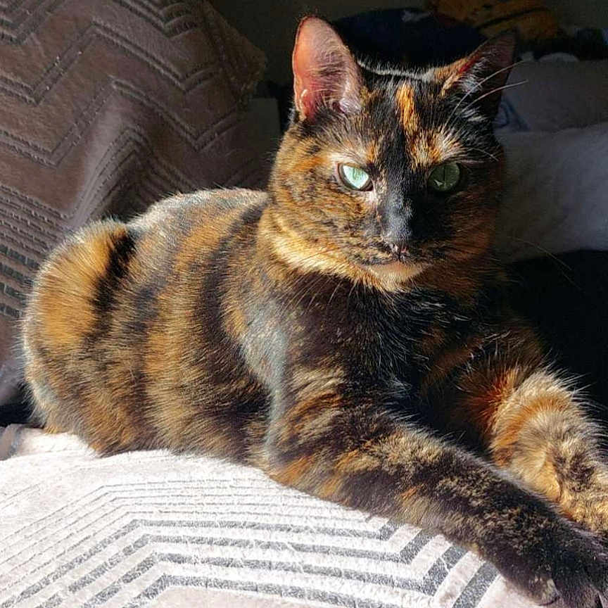 Arya a rejoint le concours — aidez-le/la à gagner de superbes lots ! cat, tortoiseshell, indoor, blanket, sunlight, green_eyes, feline, resting, cozy, texture, fur, pet, animal, relaxing, portrait, close_up, warm_light, home, soft_shadow, comfort