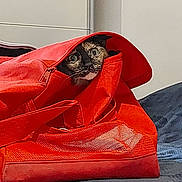 Arya participe au concours pour gagner de l'argent avec cette photo : cat, tortoiseshell, pet, animal, red_bag, fabric, zipper, curious, wide_eyes, indoor, cozy, hiding, bed, textile, feline, cute, domestic, mouth, whiskers, soft