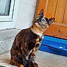 Arya participe au concours pour gagner de l'argent avec cette photo : cat, tortoiseshell, pet, animal, green_eyes, sitting, door, doorstep, floor, curious, feline, whiskers, ears, outdoor, home, window, concrete, mat, closeup, portrait