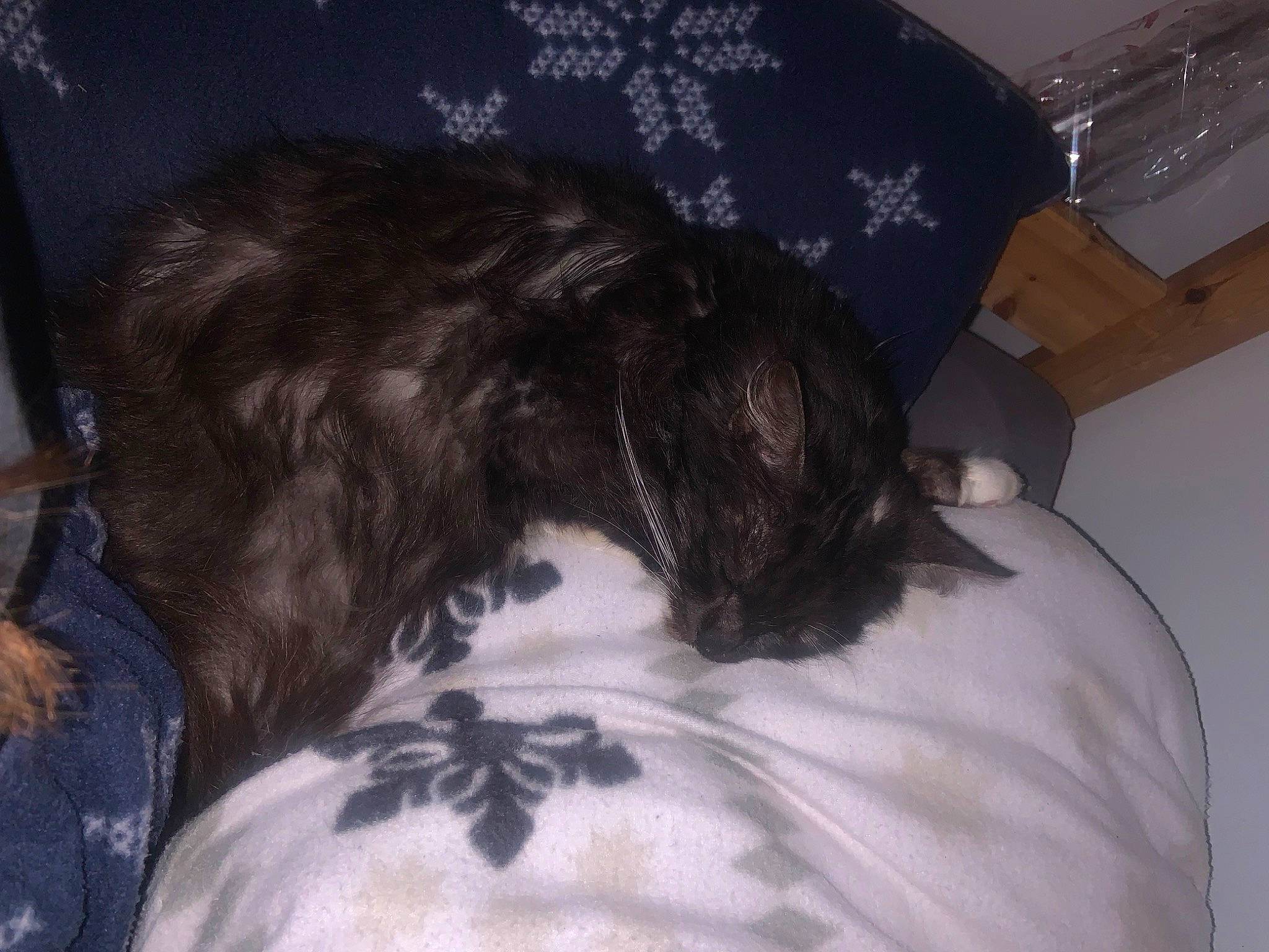 Rikku participe au concours pour gagner de l'argent avec cette photo : bed, canidae, carnivore, comfort, companion_dog, dog, dog_breed, ear, felidae, fur, hair, linens, liver, long_hair, small_to_medium_sized_cats, snout, sporting_group, terrier, toy_dog, whiskers