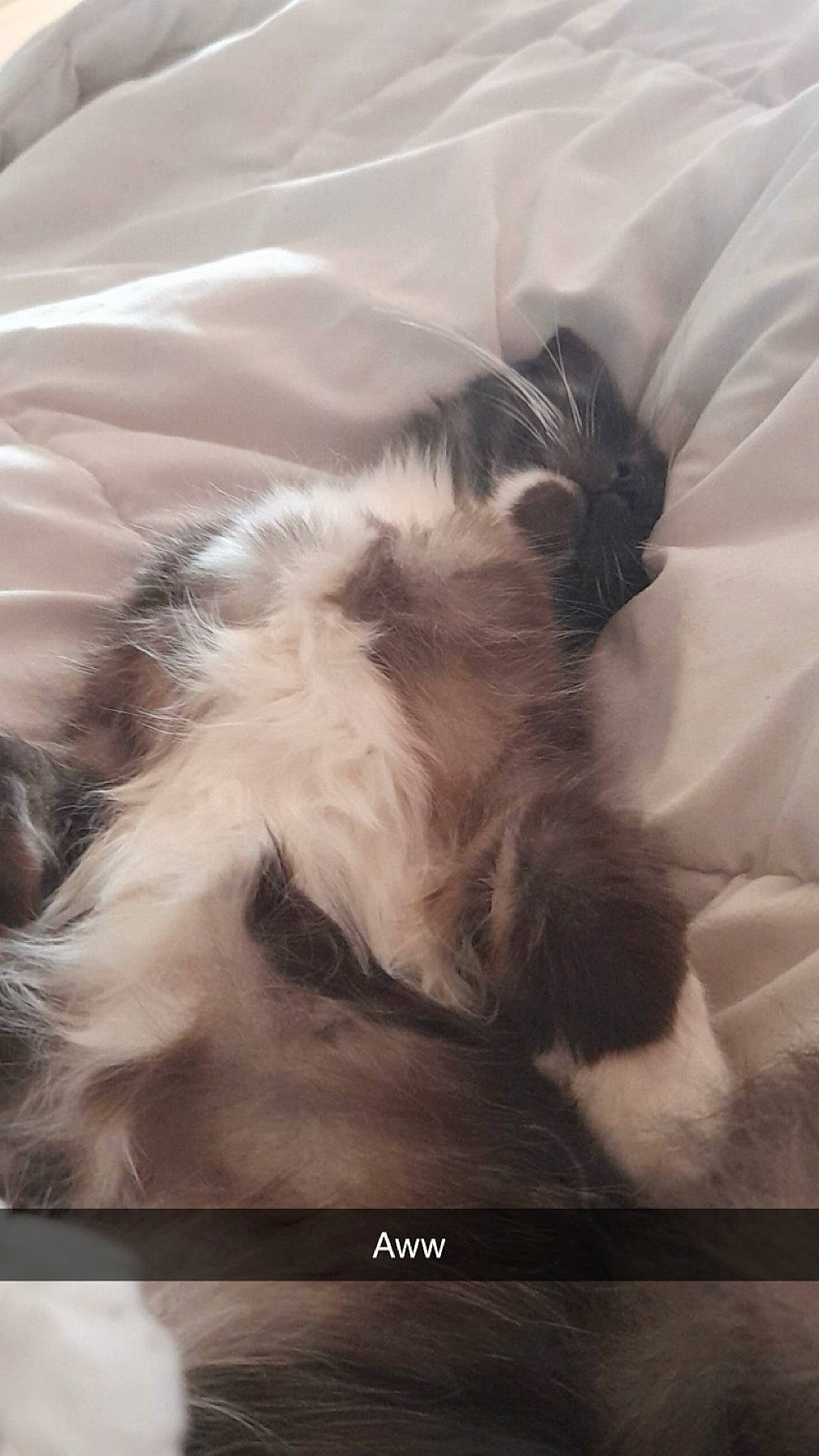 Rikku participe au concours pour gagner de l'argent avec cette photo : carnivore, cat, comfort, companion_dog, dog_breed, felidae, fur, liver, nap, paw, small_to_medium_sized_cats, sporting_group, tail, whiskers