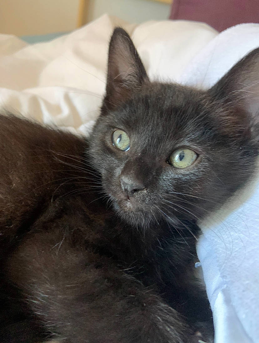 Sushi participe au concours pour gagner de l'argent avec cette photo : black_cat, bombay, carnivore, cat, claw, domestic_short_haired_cat, felidae, fur, grey, havana_brown, small_to_medium_sized_cats, snout, tail, terrestrial_animal, whiskers