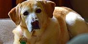 Autumn is registered to the contest to win money with this photo: animal, brown, canine, closeup, collar, cute, dog, domestic, fur, indoor, labrador, light, mammal, pet, portrait, relaxed, resting, shadow, tag, yellow