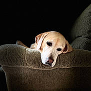 Autumn joined the competition — help win amazing prizes! animal, armchair, brown, canine, comfort, companion, cozy, dog, fur, home, indoors, labrador, looking, pet, portrait, quiet, relaxed, resting, soft_light, texture
