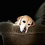 animal, armchair, brown, canine, comfort, companion, cozy, dog, fur, home, indoors, labrador, looking, pet, portrait, quiet, relaxed, resting, soft_light, texture