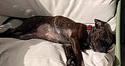 Bulma participe au concours pour gagner de l'argent avec cette photo : dog, brindle, sleeping, cushion, chair, sunlight, pet, relaxation, nap, domestic_animal, fur, collar, indoors, comfort, resting, paw, canine, closeup, shadows, furniture