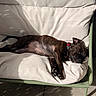 dog, brindle, sleeping, cushion, chair, sunlight, pet, relaxation, nap, domestic_animal, fur, collar, indoors, comfort, resting, paw, canine, closeup, shadows, furniture