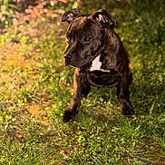 Bulma participe au concours pour gagner de l'argent avec cette photo : dog, puppy, brindle, grass, outdoor, nature, pet, animal, sitting, young, cute, fur, ears, eyes, portrait, canine, mammal, greenery, daylight, background_blur