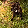 dog, puppy, brindle, grass, outdoor, nature, pet, animal, sitting, young, cute, fur, ears, eyes, portrait, canine, mammal, greenery, daylight, background_blur