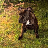 Bulma a rejoint le concours — aidez-le/la à gagner de superbes lots ! dog, brindle, grass, outdoor, pet, animal, canine, nature, sitting, fur, ears, expression, daylight, greenery, mammal, portrait, cute, young, eyes, snout