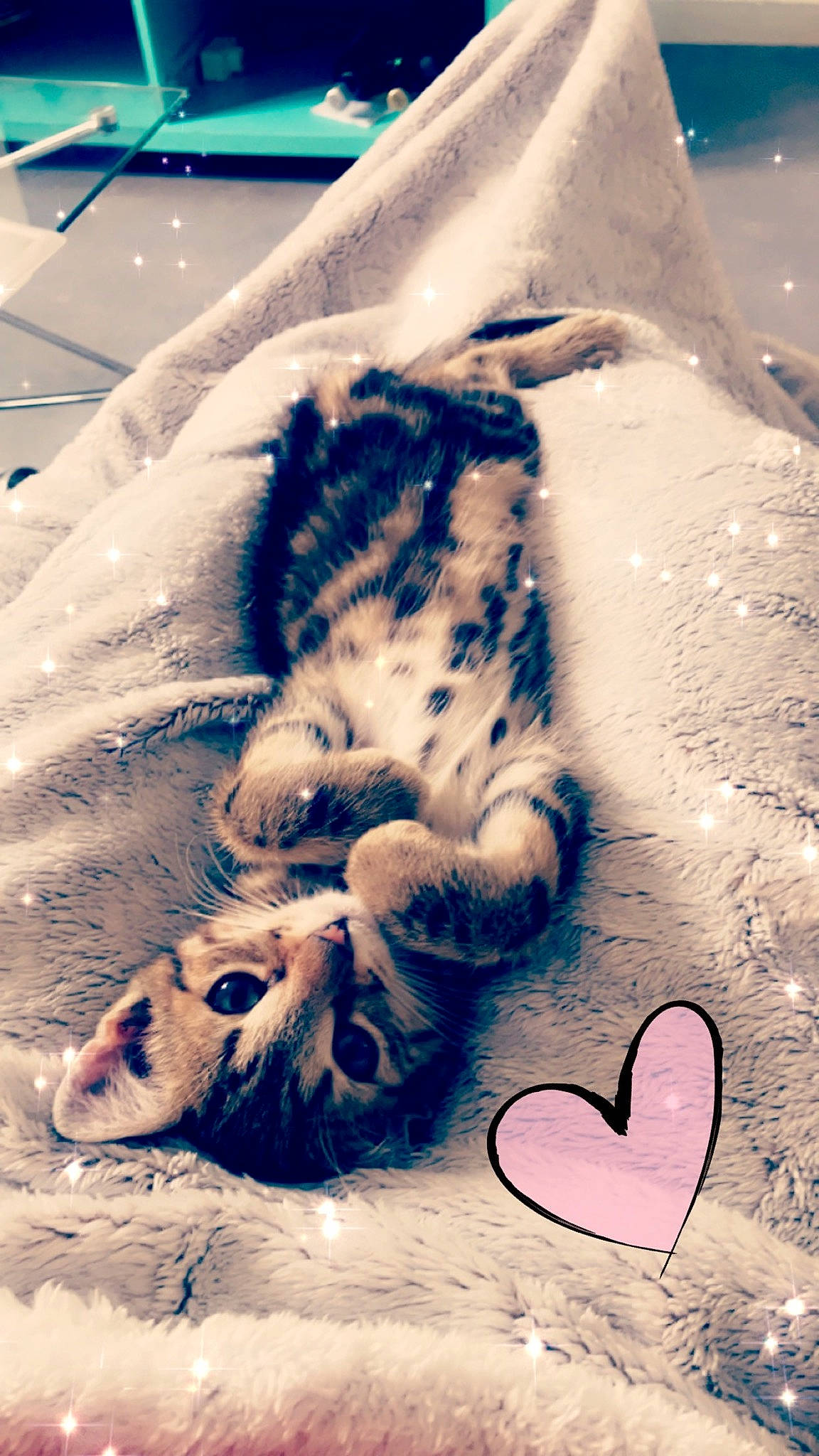 Grisou a rejoint le concours — aidez-le/la à gagner de superbes lots ! canidae, carnivore, cat, ear, felidae, fur, kitten, paw, sleep, small_to_medium_sized_cats, snout, snow, tail, whiskers, winter