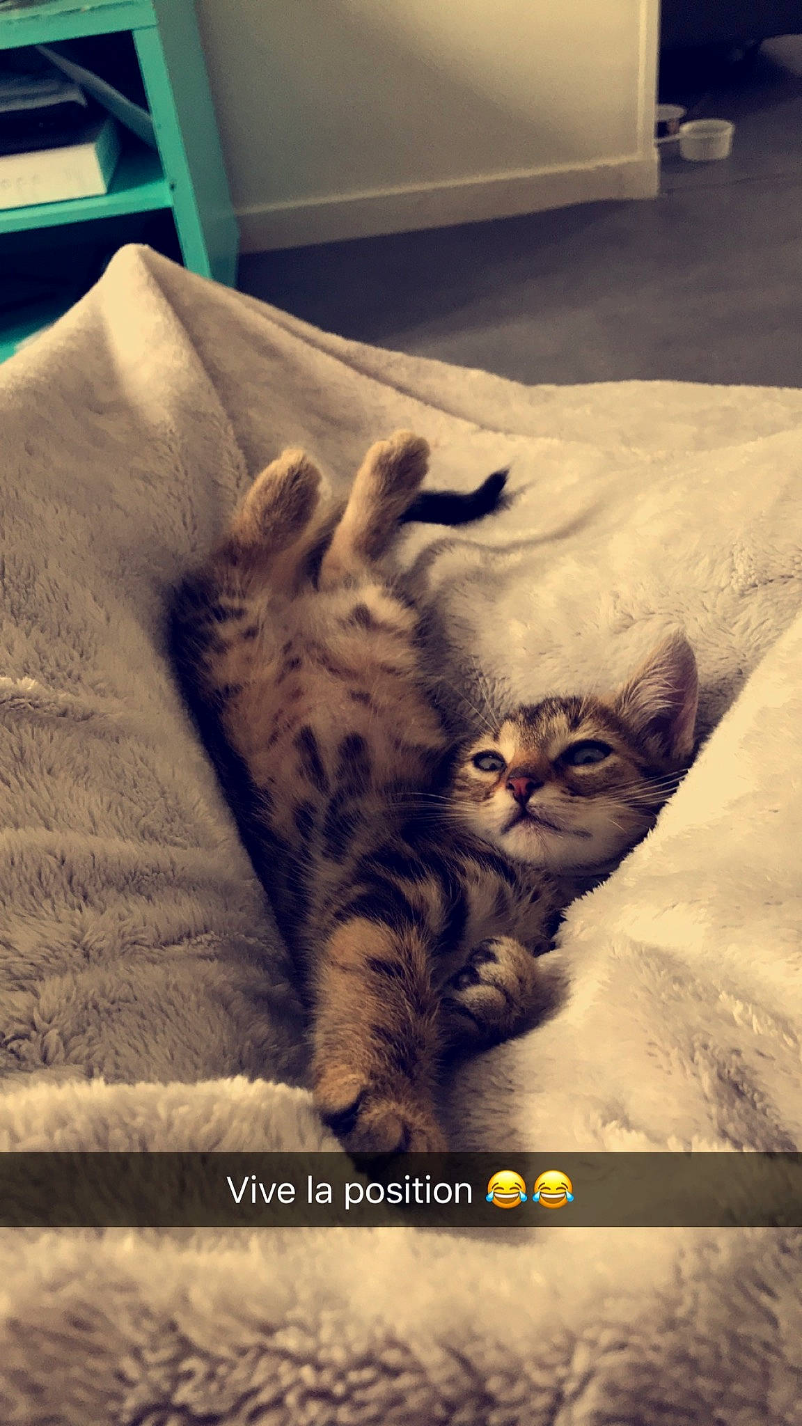 Grisou a rejoint le concours — aidez-le/la à gagner de superbes lots ! american_shorthair, asian, bengal, california_spangled, carnivore, cat, domestic_short_haired_cat, dragon_li, egyptian_mau, european_shorthair, felidae, fur, kitten, ocicat, paw, pixie_bob, small_to_medium_sized_cats, tabby_cat, whiskers