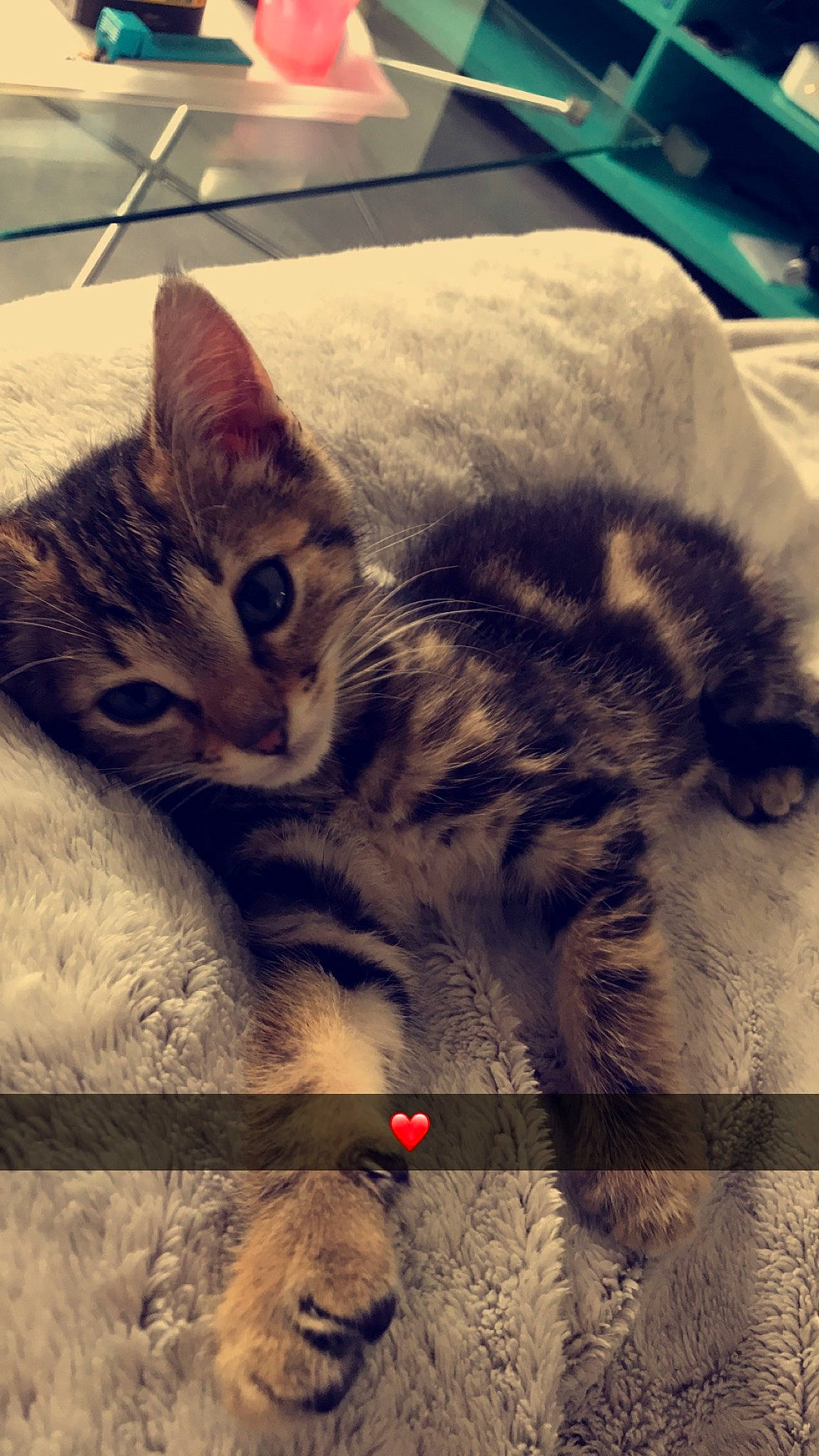 Grisou a rejoint le concours — aidez-le/la à gagner de superbes lots ! aegean_cat, american_shorthair, asian, california_spangled, carnivore, cat, domestic_short_haired_cat, dragon_li, egyptian_mau, european_shorthair, eye, felidae, fur, kitten, paw, sky, small_to_medium_sized_cats, snout, tabby_cat, whiskers