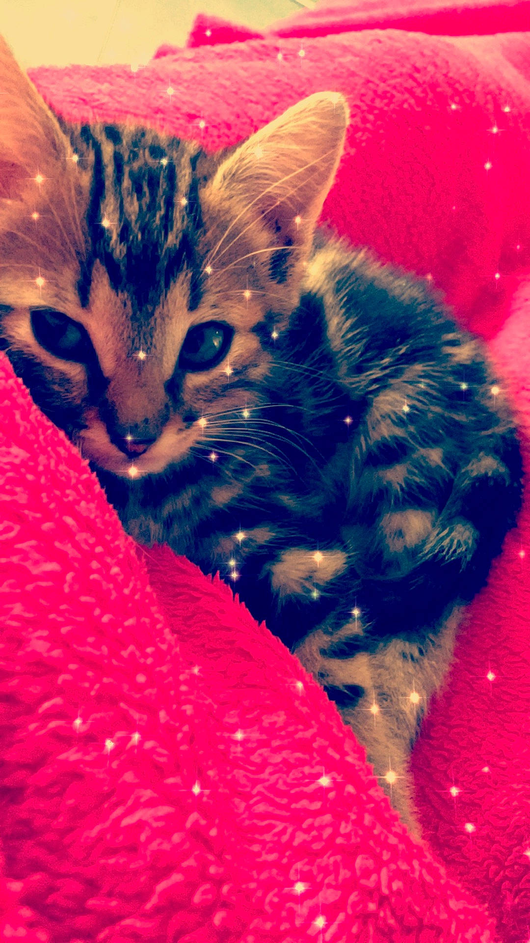 Grisou a rejoint le concours — aidez-le/la à gagner de superbes lots ! american_shorthair, asian, bengal, carnivore, cat, domestic_short_haired_cat, egyptian_mau, european_shorthair, felidae, fur, kitten, mammal, pink, small_to_medium_sized_cats, tabby_cat, toyger, whiskers