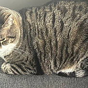 Lawrence is registered to the contest to win money with this photo: animal, cat, closeup, cozy, cute, domestic_cat, ears, feline, fur, gray_surface, indoor, natural_light, pet, relaxed, resting, sleepy, striped_fur, tabby, texture, whiskers