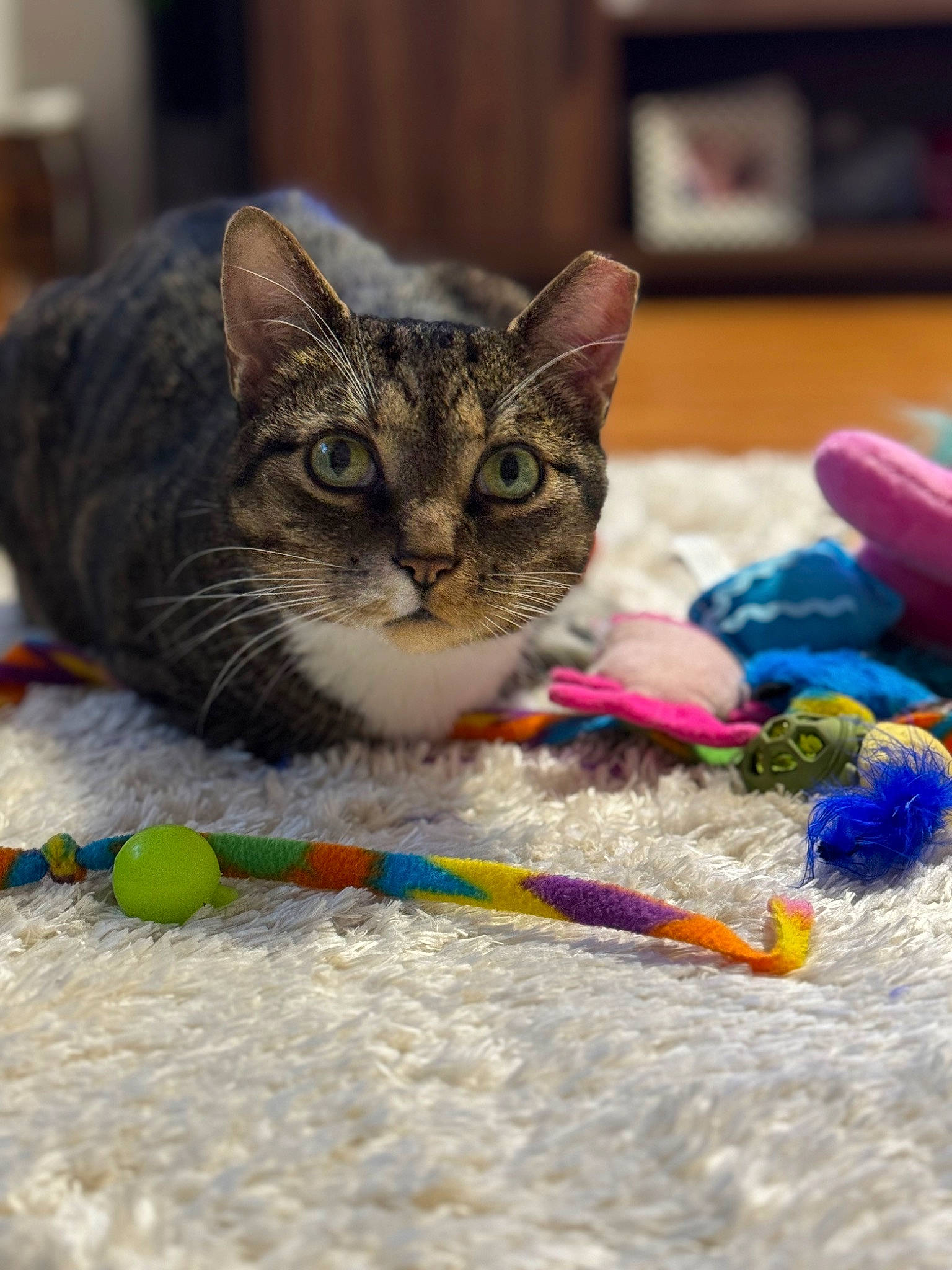 Milo is registered to the contest to win money with this photo: art, carnivore, cat, cat_toy, claw, close_up, domestic_short_haired_cat, event, felidae, fur, paw, plastic, play, small_to_medium_sized_cats, tail, terrestrial_animal, thread, whiskers, wool