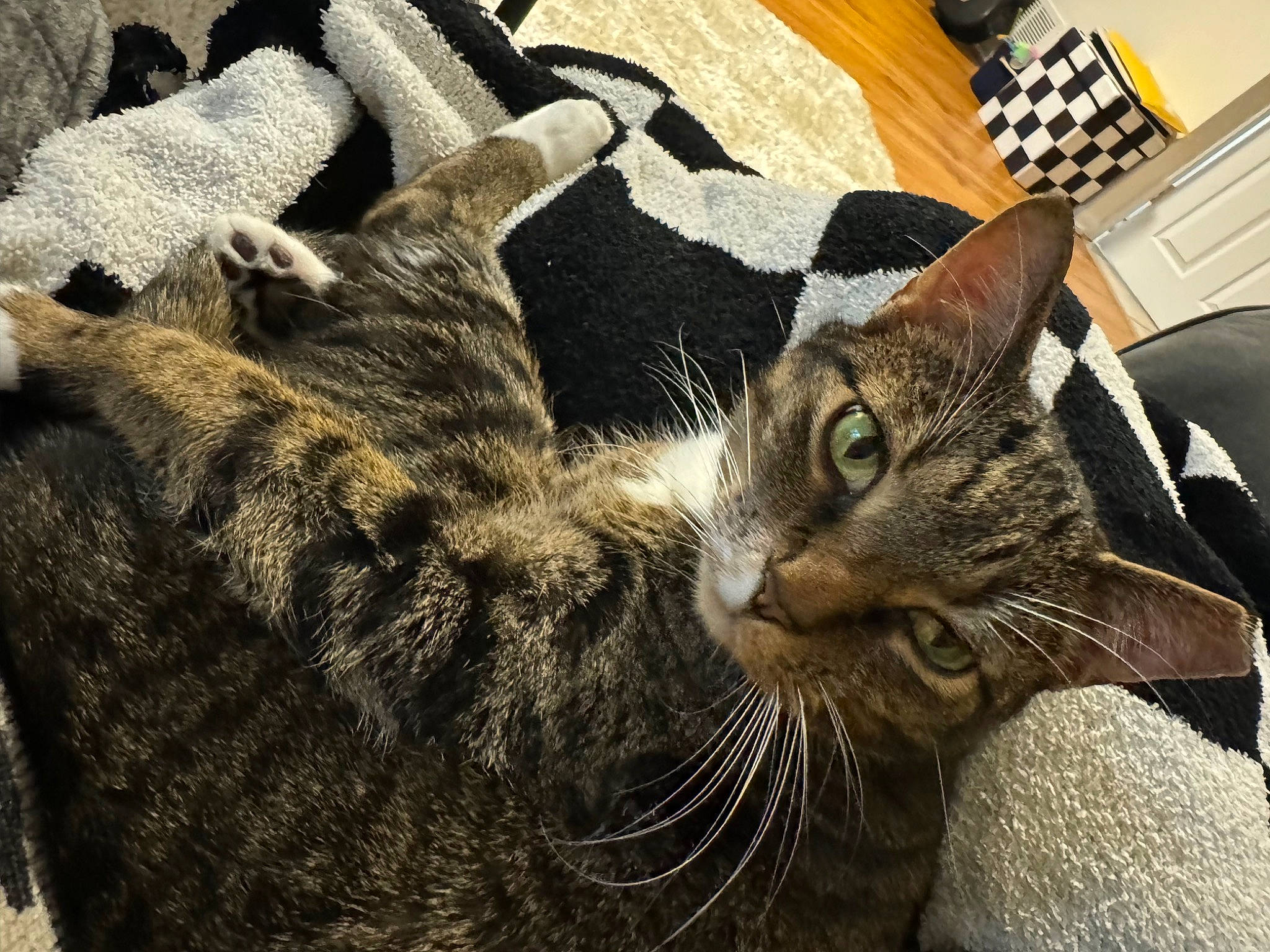 Milo is registered to the contest to win money with this photo: carnivore, cat, claw, comfort, domestic_short_haired_cat, felidae, fur, nap, paw, sitting, small_to_medium_sized_cats, snout, tail, tree, whiskers, wildlife