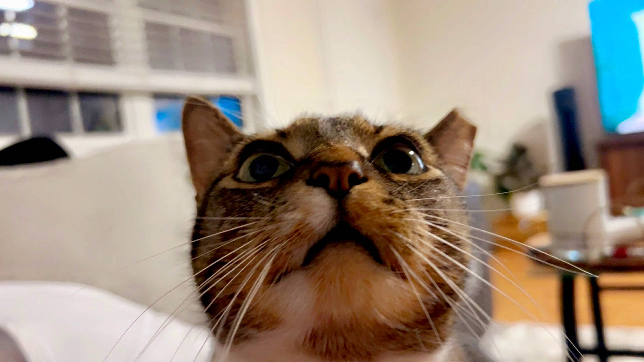 Milo joined the competition — help win amazing prizes! carnivore, cat, domestic_short_haired_cat, felidae, fur, small_to_medium_sized_cats, snout, terrestrial_animal, whiskers, window