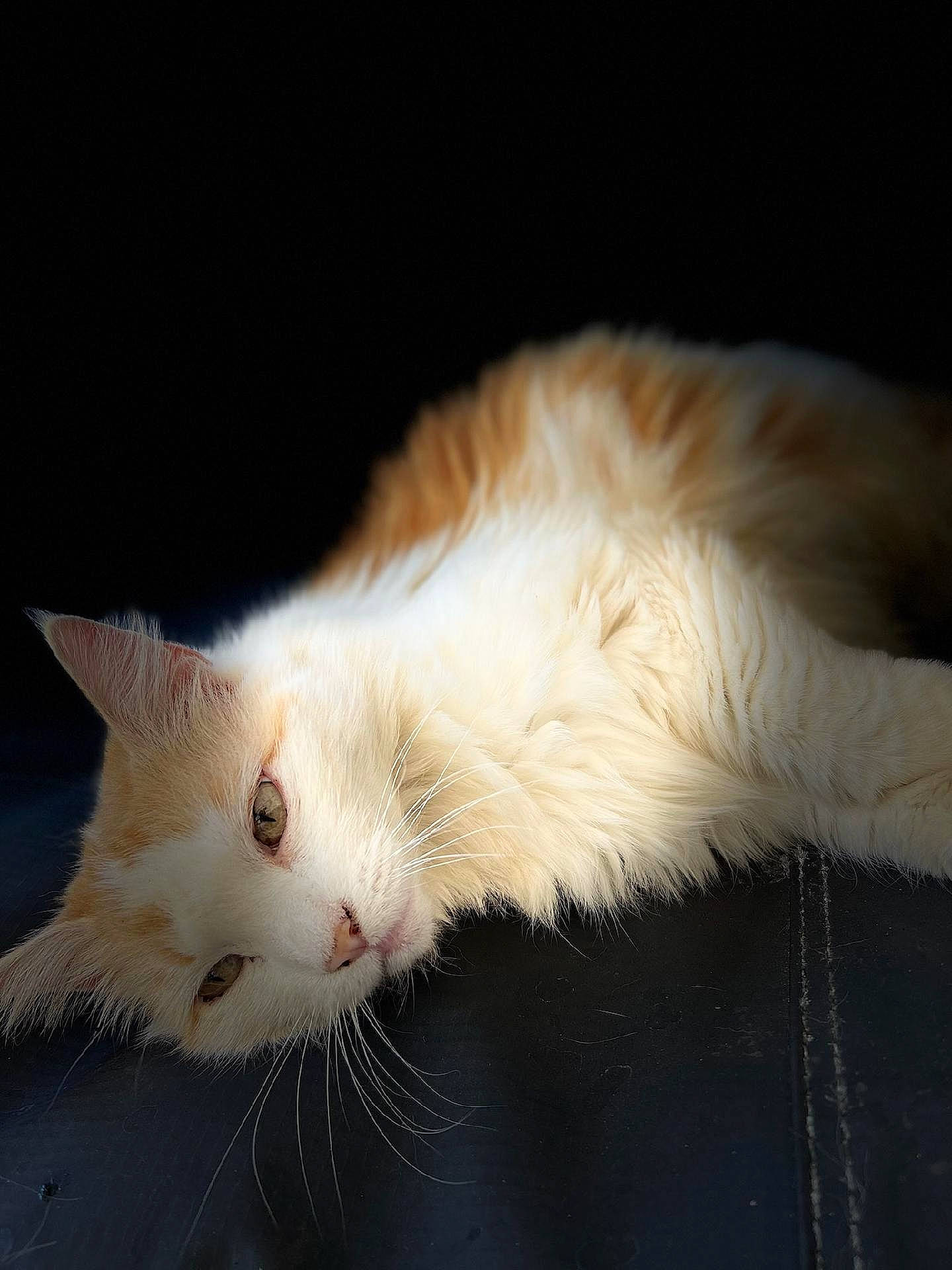 Gadget joined the competition — help win amazing prizes! art, carnivore, cat, claw, comfort, domestic_short_haired_cat, fawn, felidae, foot, fur, paw, small_to_medium_sized_cats, snout, tail, whiskers