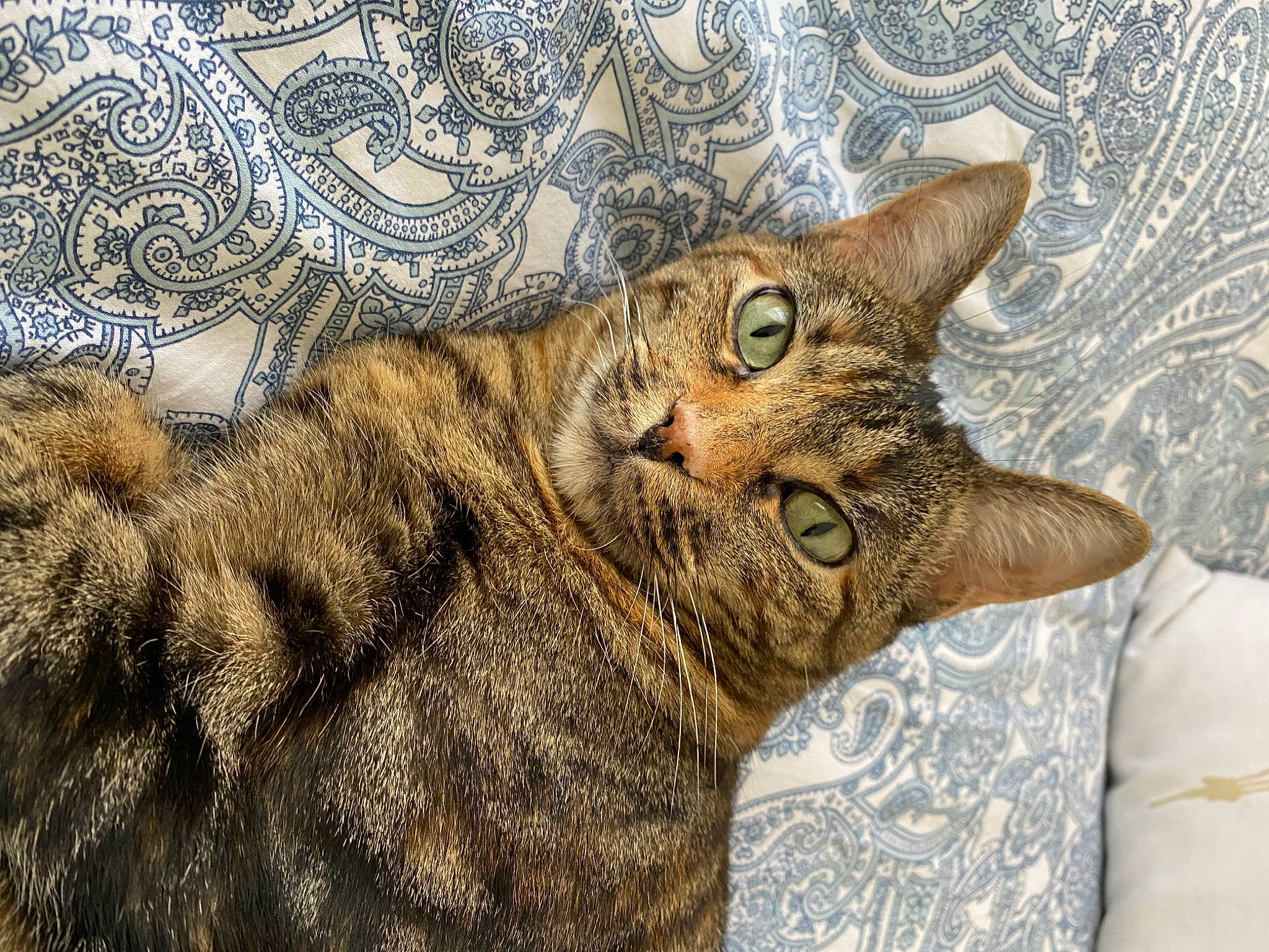 Pinky participe au concours pour gagner de l'argent avec cette photo : art, carnivore, cat, domestic_short_haired_cat, felidae, fur, glasses, illustration, pattern, paw, small_to_medium_sized_cats, snout, tail, terrestrial_animal, tree, visual_arts, whiskers, wildlife, window, wood