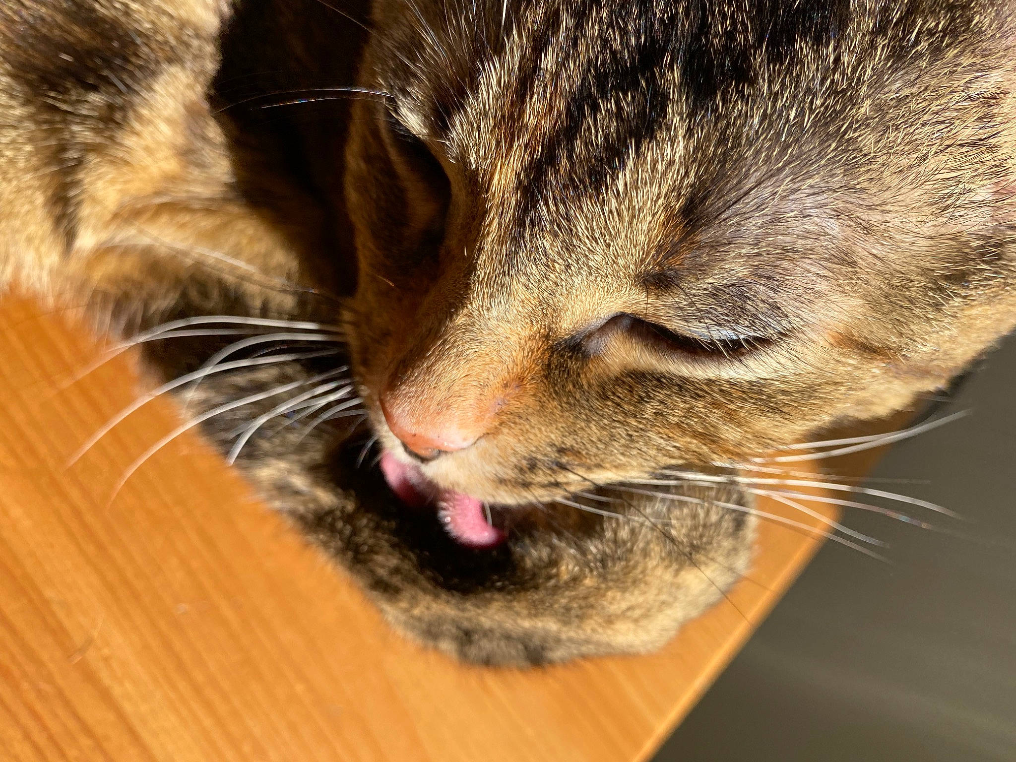 Pinky participe au concours pour gagner de l'argent avec cette photo : carnivore, cat, close_up, comfort, domestic_short_haired_cat, ear, eye, felidae, fur, hardwood, human_body, paw, small_to_medium_sized_cats, snout, terrestrial_animal, varnish, whiskers, wildlife, wood, wood_stain