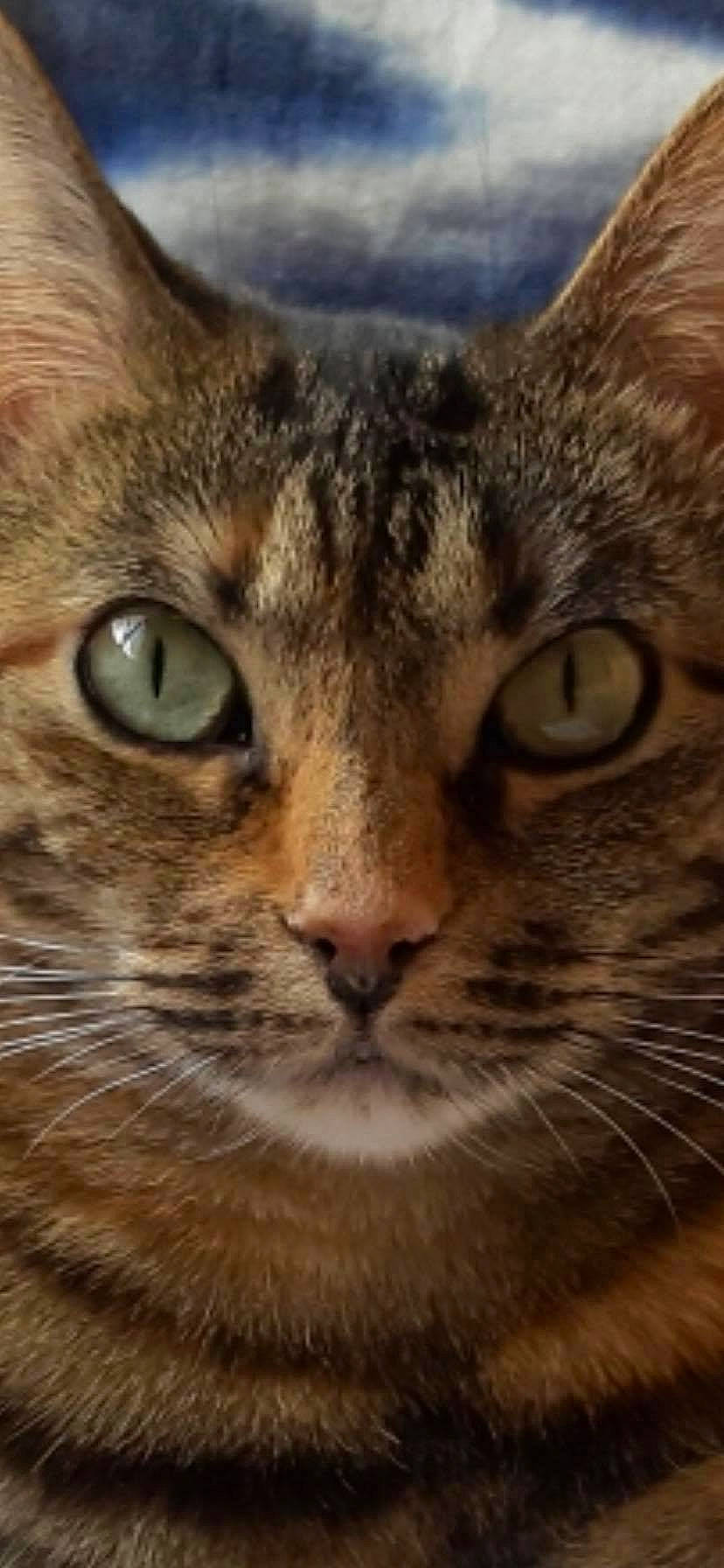 Pinky a rejoint le concours — aidez-le/la à gagner de superbes lots ! carnivore, cat, close_up, domestic_short_haired_cat, ear, eye, fawn, felidae, fur, grass, lynx, mammal, sky, small_to_medium_sized_cats, snout, terrestrial_animal, vertebrate, whiskers, wildlife