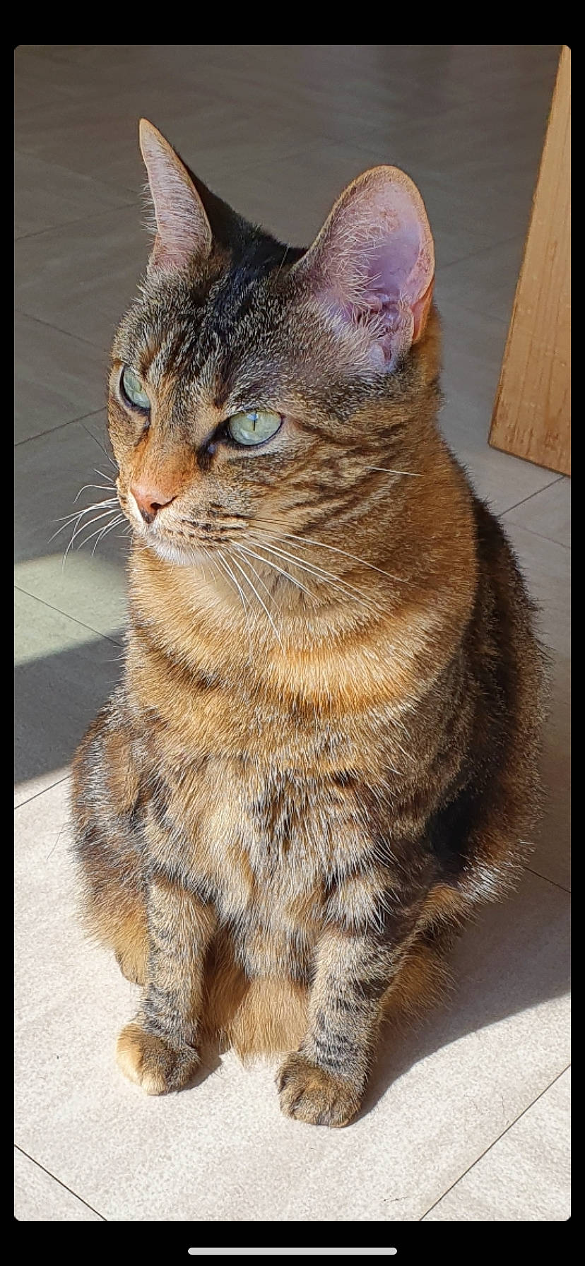 Pinky a rejoint le concours — aidez-le/la à gagner de superbes lots ! art, carnivore, cat, claw, domestic_short_haired_cat, felidae, fur, paw, rectangle, sitting, small_to_medium_sized_cats, snout, tail, terrestrial_animal, whiskers, wildlife