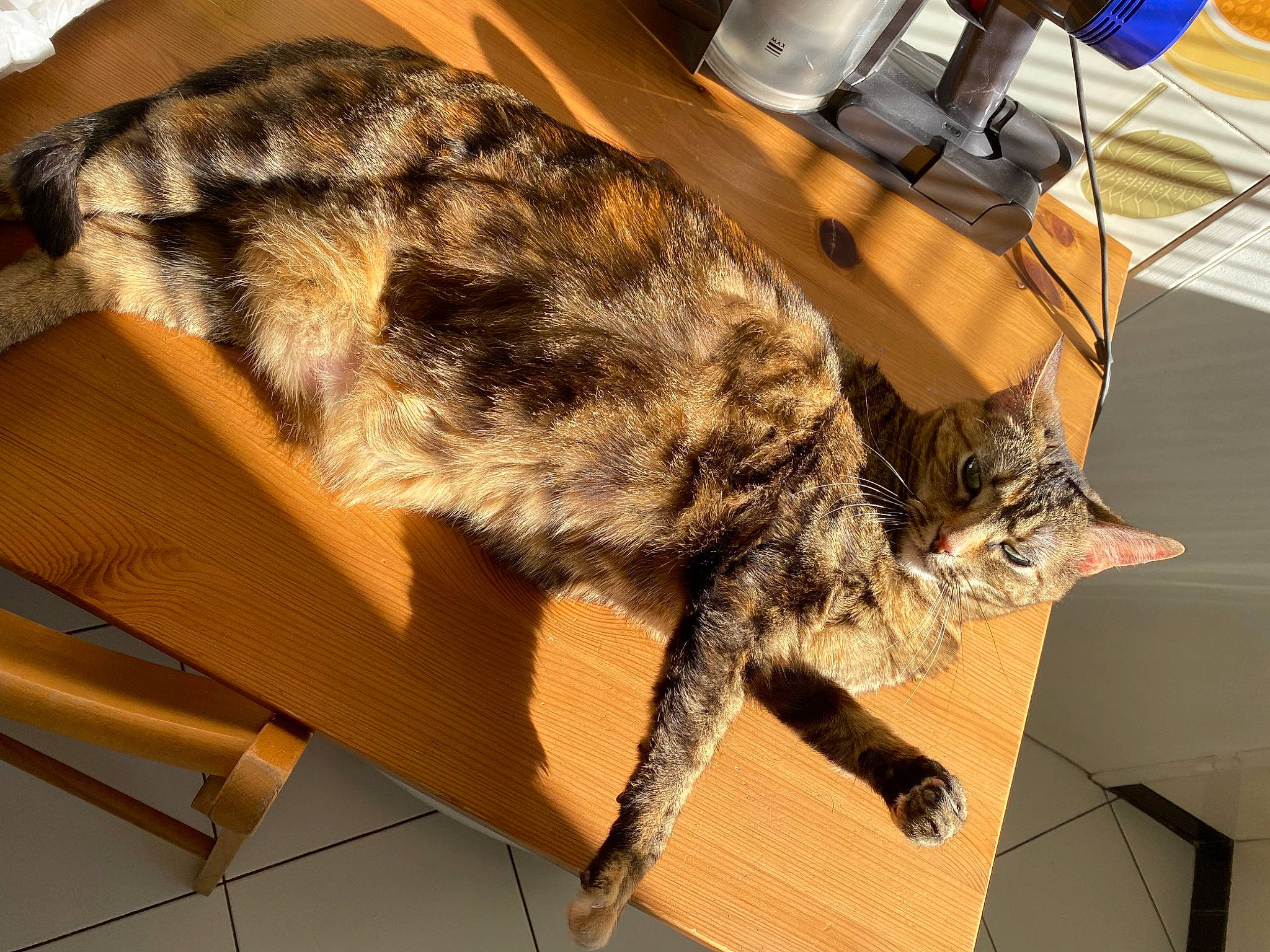 Pinky participe au concours pour gagner de l'argent avec cette photo : carnivore, cat, chair, claw, comfort, domestic_short_haired_cat, electric_kettle, espresso_machine, felidae, flooring, fur, kitchen_appliance, mug, small_to_medium_sized_cats, tableware, tail, terrestrial_animal, whiskers, wine_glass, wood