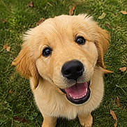 Max participe au concours pour gagner de l'argent avec cette photo : golden_retriever, puppy, dog, grass, greenery, outdoor, happy, smiling, cute, animal, pet, fur, nature, playful, young, mammal, eyes, mouth, tongue, leaves
