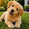 Max participe au concours pour gagner de l'argent avec cette photo : golden_retriever, puppy, dog, grass, outdoor, sunset, backyard, pet, cute, animal, playing, happy, young, fur, nature, summer, tongue_out, head_tilt, close_up, domestic_animal