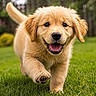 Max participe au concours pour gagner de l'argent avec cette photo : puppy, dog, golden_retriever, grass, outdoor, running, playful, happy, pet, animal, nature, greenery, cute, fur, young, mammal, canine, garden, summer, daylight