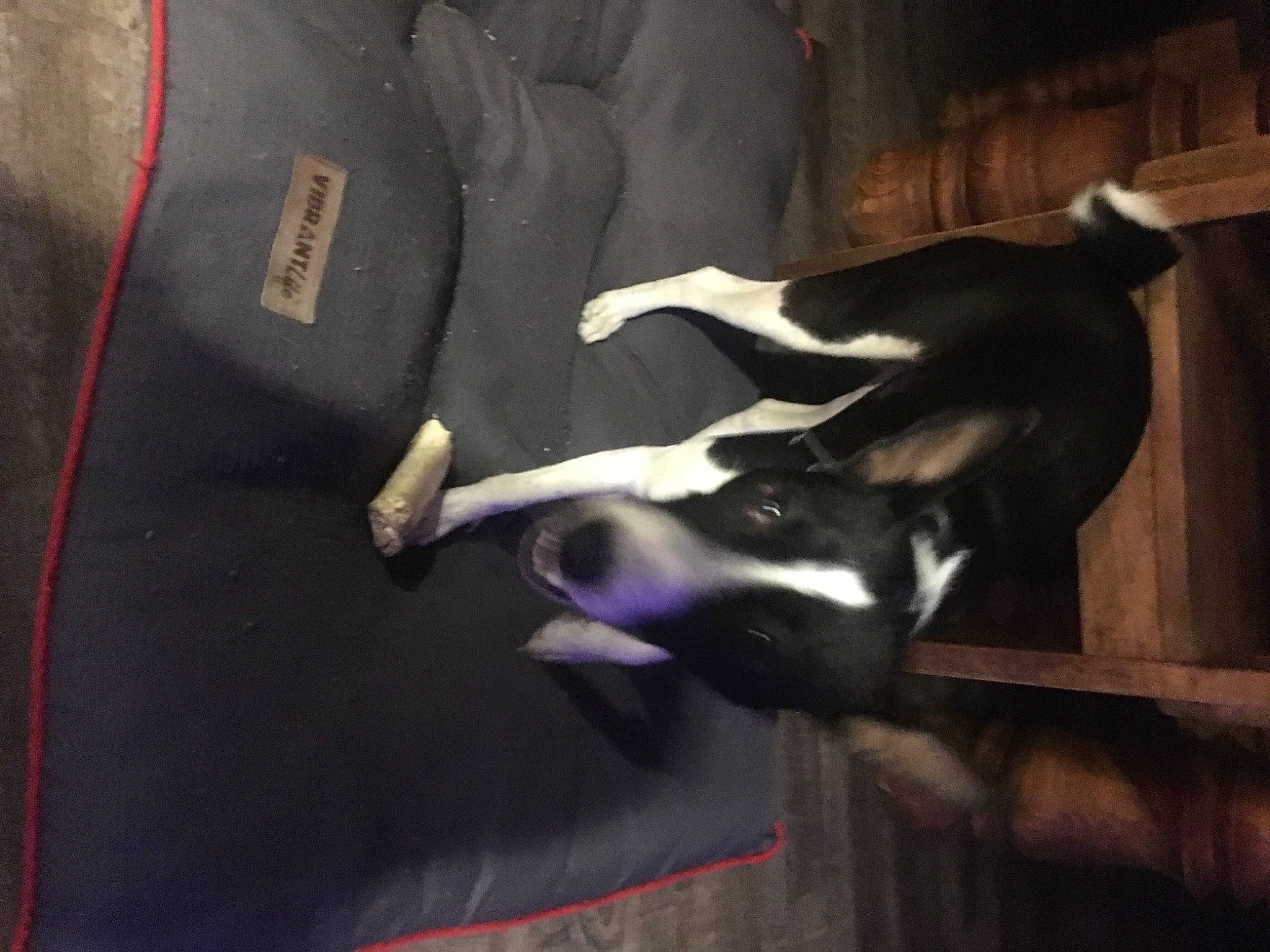 Bonnie joined the competition — help win amazing prizes! canidae, carnivore, comfort, companion_dog, dog, dog_breed, fawn, guard_dog, nap, non_sporting_group, snout, sporting_group, tail, toy_dog, working_animal