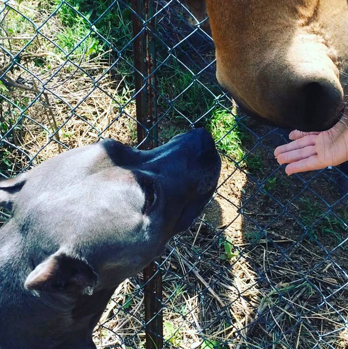 Bevo joined the competition — help win amazing prizes! agriculture, fawn, fence, fur, grass, grassland, grazing, hay, human_leg, landscape, livestock, mammal, natural_material, pasture, plant, snout, soil, terrestrial_animal, wildlife, working_animal