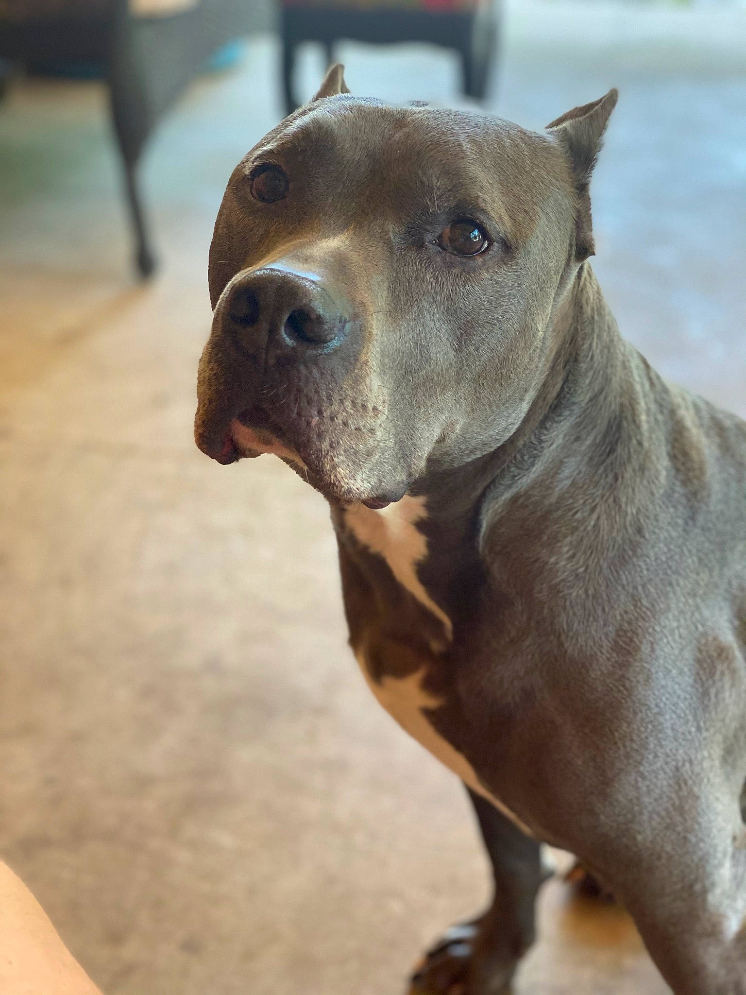 Bevo is registered to the contest to win money with this photo: ancient_dog_breeds, carnivore, collar, companion_dog, dog, dog_breed, dog_collar, fawn, guard_dog, liver, metal, mexican_hairless_dog, non_sporting_group, pet_supply, snout, terrestrial_animal, whiskers, working_animal, working_dog