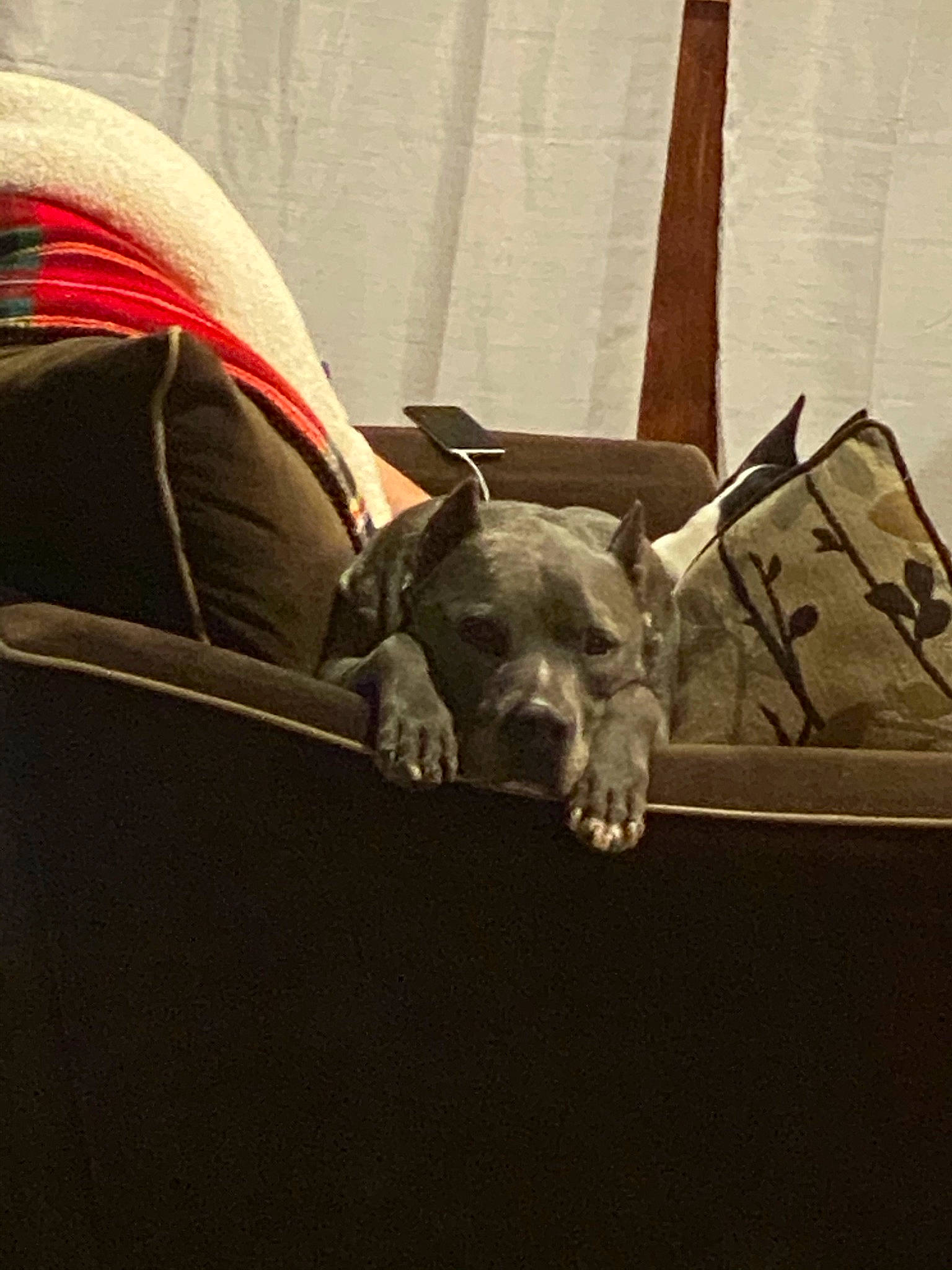 Bevo joined the competition — help win amazing prizes! carnivore, comfort, companion_dog, curtain, dog, dog_breed, fashion_accessory, fawn, flooring, fur, grey, mammal, snout, sporting_group, tail, tints_and_shades, toy_dog, vertebrate, whiskers, working_animal