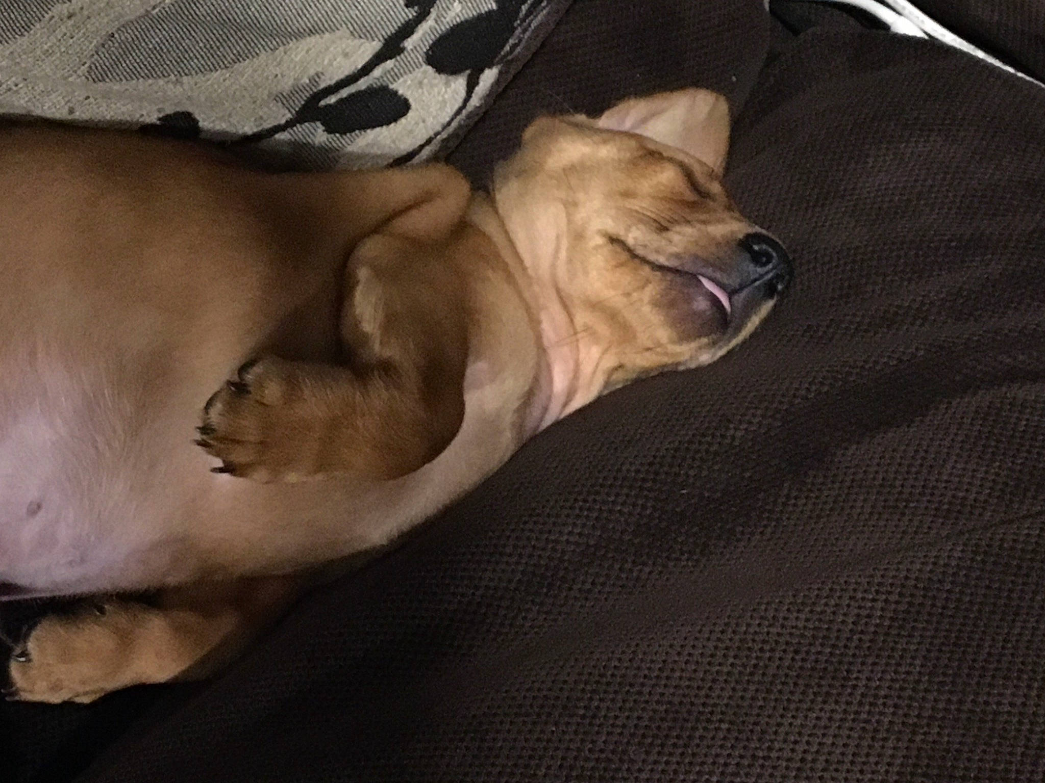 Clyde is registered to the contest to win money with this photo: bulldog, carnivore, comfort, companion_dog, dog, dog_breed, dog_collar, dog_supply, fawn, fur, guard_dog, linens, paw, sporting_group, terrestrial_animal, toy_dog, whiskers, white_english_bulldog, working_animal, wrinkle