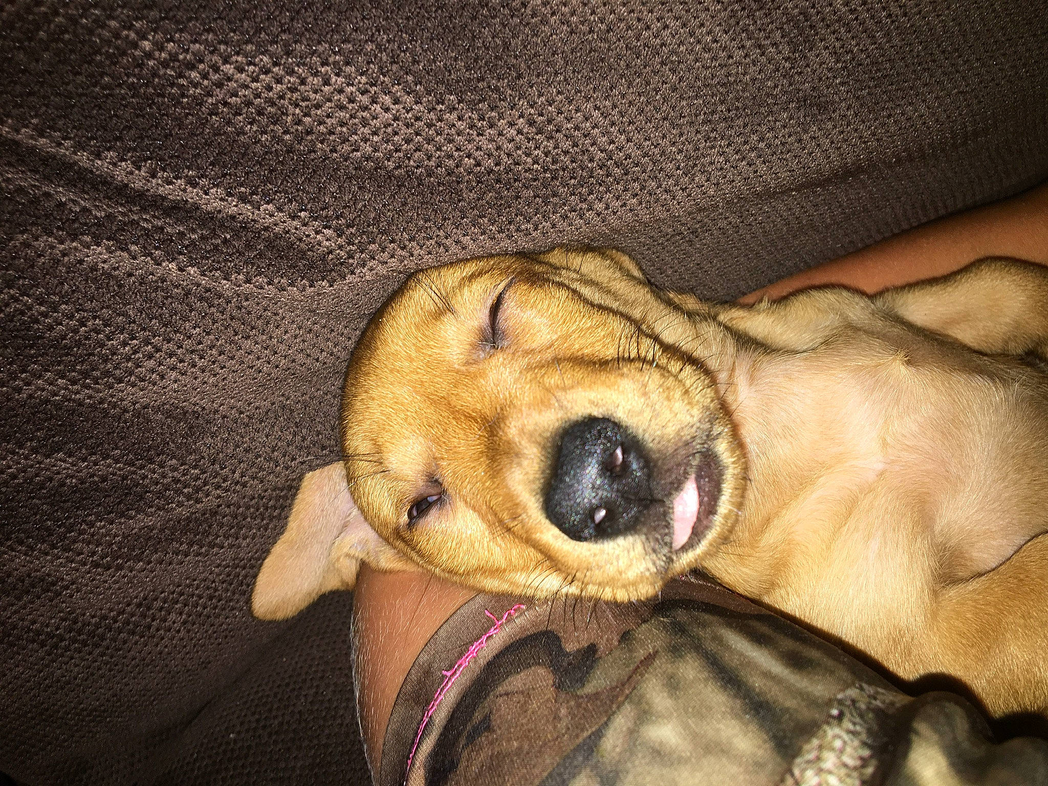 Clyde joined the competition — help win amazing prizes! canidae, carnivore, comfort, companion_dog, dog, dog_breed, fawn, fur, guard_dog, nap, non_sporting_group, paw, puppy_love, smile, snout, sporting_group, whiskers, working_animal